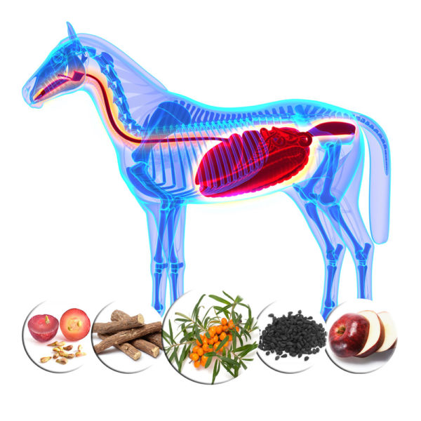 apple-pectin-grape-seed-and-seabuckthorn-oil-for-horses