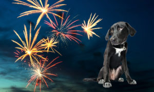 Calming_dogs-for-fireworks-on-bonfire-night
