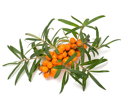 Seabuckthorn ulcer supplement for horses